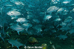 jacks by Dave Baxter 